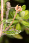 Hairy laurel <BR>Hairy wicky